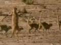 Meerkats United - Part 1