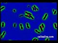 Bacteriophage T-4 Kills E. coli Bacteria