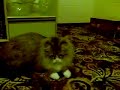 Tiger and his toy