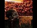 Guttural Engorgement - Cadaveric Maggot Copulation
