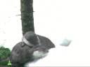 Fischotter-Familienleben im Winter.mp4