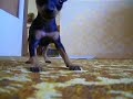 Pra?sk� krysa?�k - Abbynka