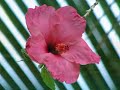 Romantic Tahiti Honeymoons and Vacations - Call (888) 626-0524