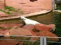 Lustiger Eisbär
