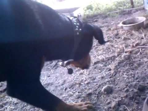 rotweiler