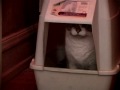 wilber el gato