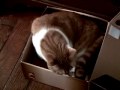 wilber el gato