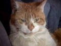 wilber el gato