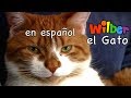 Wilber el Gato