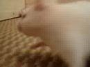 Hamsters sirio Hamsters sirio