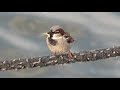 House sparrow (male), Passer domesticus, Huismus