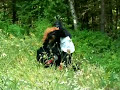 STRANGE SASQUATCH ENCOUNTER STRANGE SASQUATCH ENCOUNTER