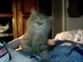 Kitty - drink it up men