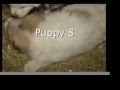 Maremma Puppies