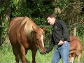 L'éducation éthologique du cheval [part1]