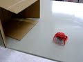 バンダイのカニロボ「HEX BUG Crab」暗がりでの動作
