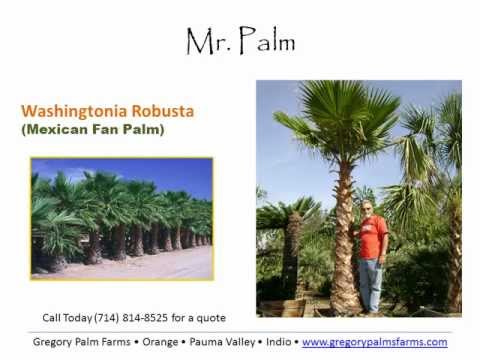 how to transplant mexican fan palm