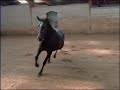 Le Lipizzan, Elevage Philip