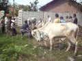 penyembelihan sapi qurban.mpg