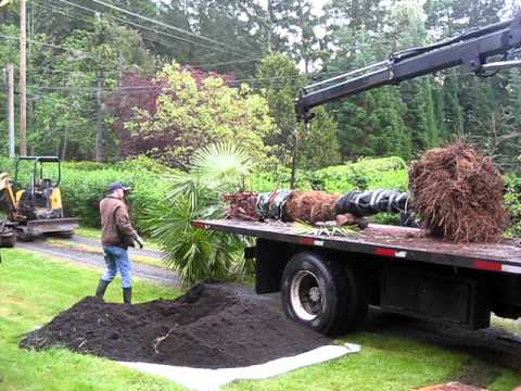 how to transplant small palm trees
