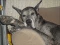 Rockie