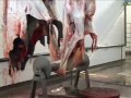 DIREITO DOS ANIMAIS E O VEGANISMO DIREITO DOS ANIMAIS E O VEGANISMO