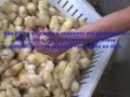 DIREITO DOS ANIMAIS E O VEGANISMO