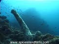 Octopus Sex & Sea Cucumber Sex, Sumatra Indonesia