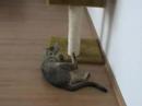 Cats [11] ?lut� my?ka