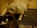 3 Week Old American Eskimo Dog Puppies