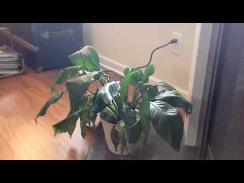 how to replant peace lily