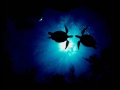 Leon Somov Ft. Adomas - Sea *Free mp3* video