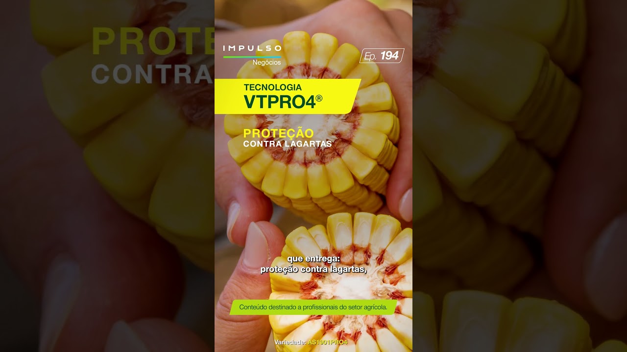 Milho Verão: a importância da escolha dos híbridos | Teaser Impulso Negócios
