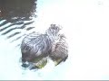 hairy beavers getting wet