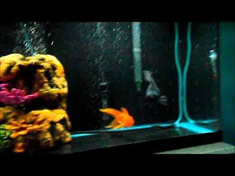 how to cure goldfish ich