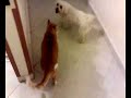 il mio cane maltese gioca col gatto 2,la vendetta!