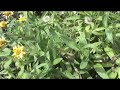 Herbal First Aid with Arnica Herbal First Aid with Arnica