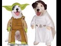 The Funniest Dog Costumes for Halloween - Your Pet News