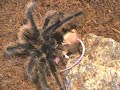 Spider Lasiodora Parahybana vs. Mouse Spider Lasiodora Parahybana vs. Mouse