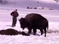 BFC: Careless Gov. Agents Drown 2 Yellowstone Bison