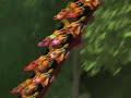 Diamondback Roller Coaster at Kings Island Flyaround Diamondback Roller Coaster at Kings Island Flyaround