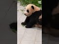 Roztomilé mládě pandy si chce hrát