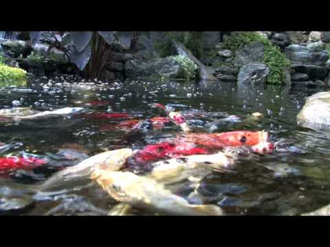 Pondless Waterfalls, Ponds & Koi