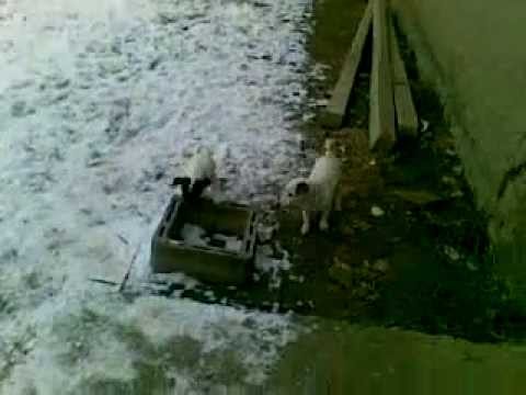 video buddadog - allevamento amatoriale di cani 