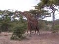 Giraffe Fight - They Don\