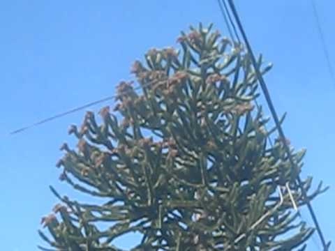 how to replant a monkey puzzle tree