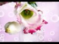 misswonda ~ arabesque