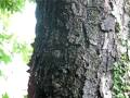Bat on our tree