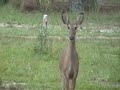 Deers Deers