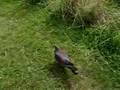 Kapiti Island - Kereru 2